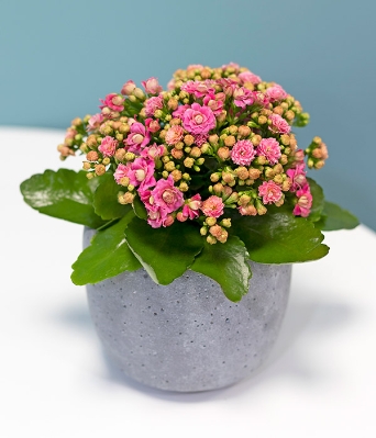 Pink Kalanchoe*