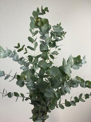 Eucalyptus Cinerea