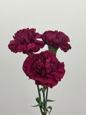 Carnations Burgundy