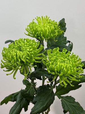 Chrysanthemum Bloom   Green