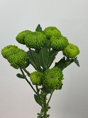 Chrysanthemum Spray   Green