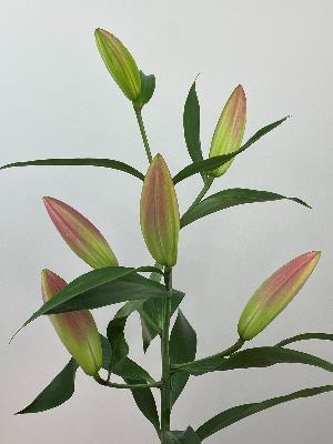 Lily Best Stem Pink