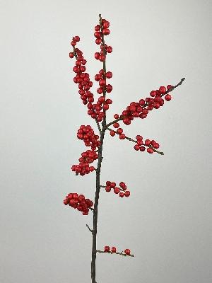 Ilex Red