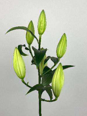 Lily Best Stem White