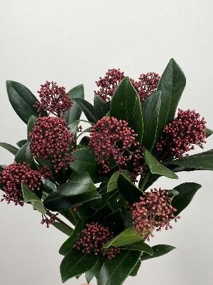 Skimmia Red (Bunch)