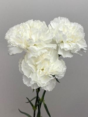 Carnations White