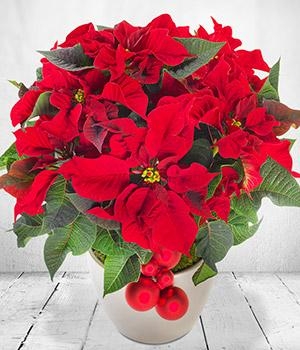 Christmas Poinsettia