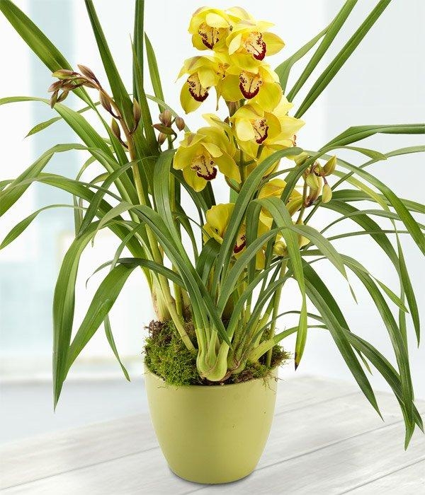 Green Cymbidium*