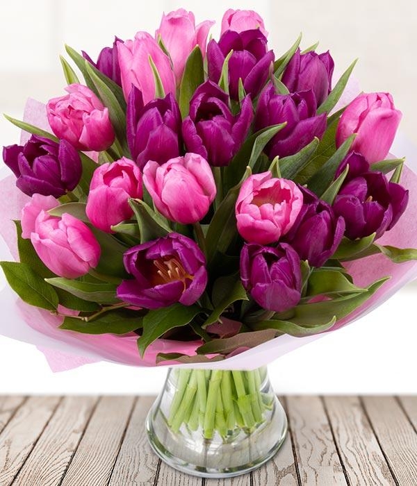 Pink and Purple Tulips