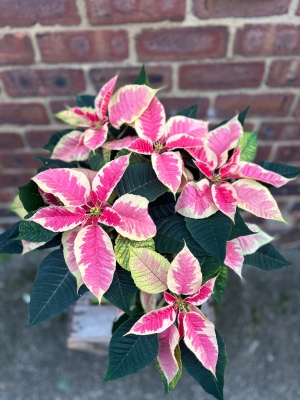 Pink and White Poinsetta