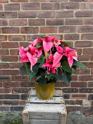 Pink Poinsetta