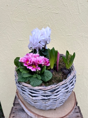 Plant and Bulb Planter