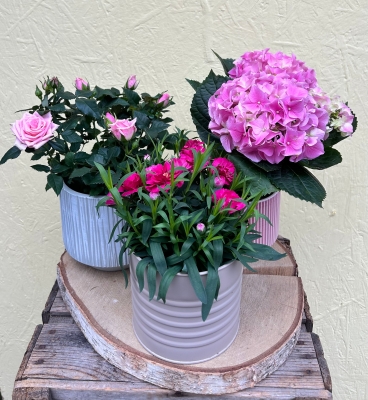 Trio of Potted Plants