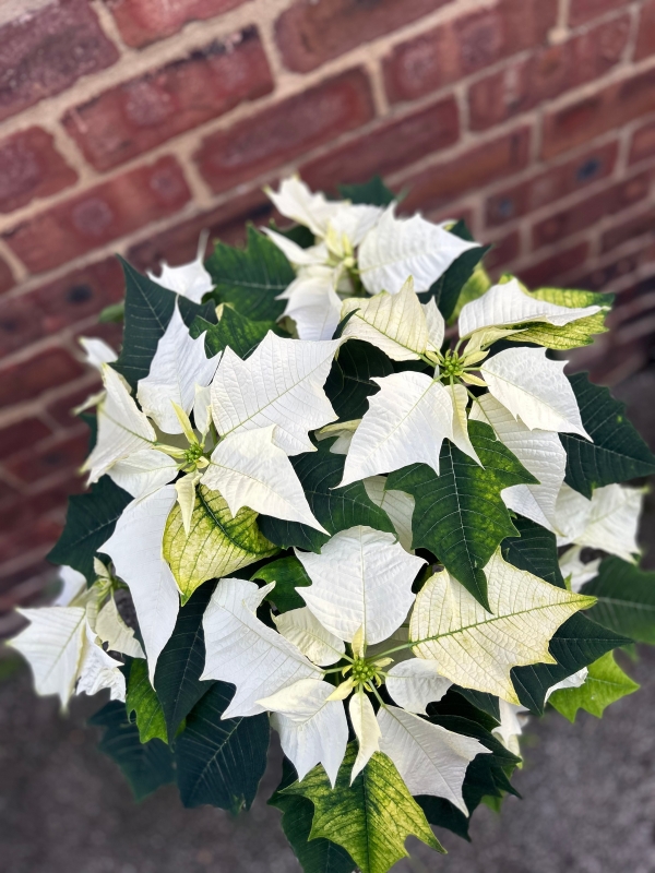 White Poinsetta