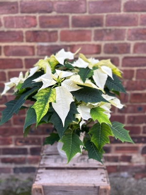 White Poinsetta