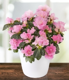Pink Azalea (also available in White)