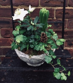 Planted Bowl