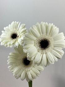 Gerbera White