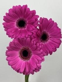 Gerbera Cerise