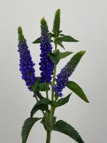 Veronica Purple Spray