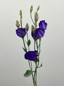 Lissianthus Purple