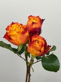 Rose Orange