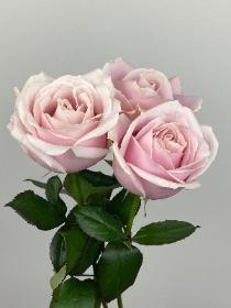 Rose Pale Pink