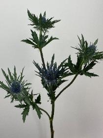 Eryingium Blue