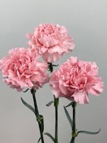 Carnations Pale Pink