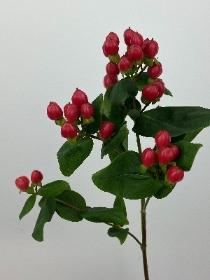 Hypericum Red Spray