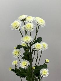 Chrysanthemum White Spray