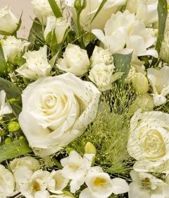 Classic White Roses