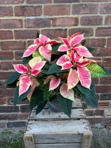 Pink and White Poinsetta
