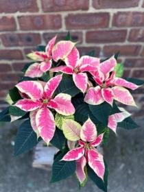 Pink and White Poinsetta