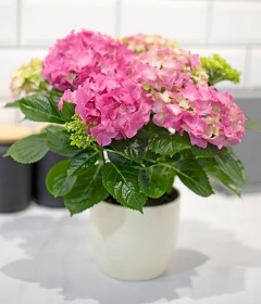 Pink Hydrangea