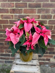 Pink Poinsetta