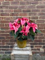 Pink Poinsetta