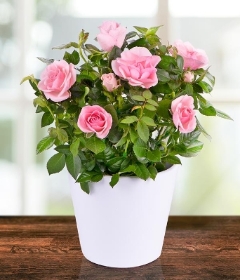 Potted Pink Rose Plant