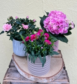 Trio of Potted Plants