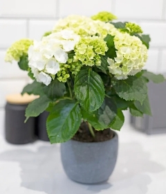 White Hydrangea